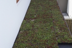 Arkitekt tegnet hus på 235 m2-  Sedum planter på tag